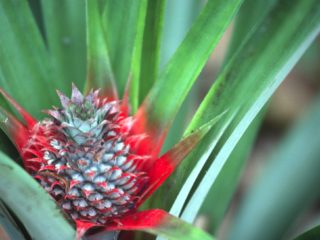 Ananas – Zanzibar, Tanzania