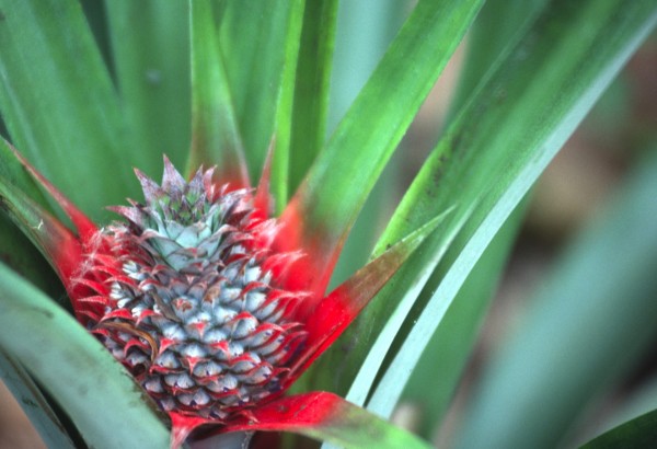 Ananas – Zanzibar, Tanzania