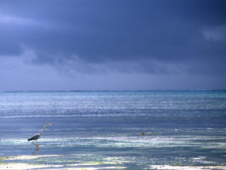 Heron – Zanzibar, Tanzania