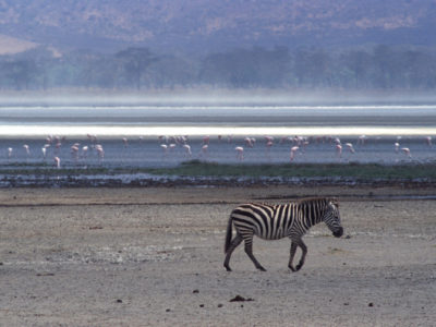 Zebra – Ngorongoro, Tanzania