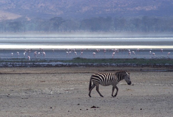 Zebra – Ngorongoro, Tanzania