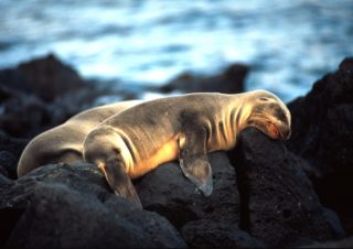 Sea Lions, Galapagos Islands