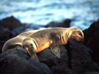 Sea Lions, Galapagos Islands