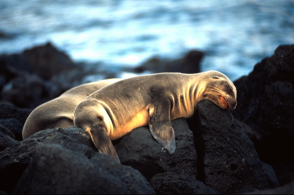 Sea Lions, Galapagos Islands