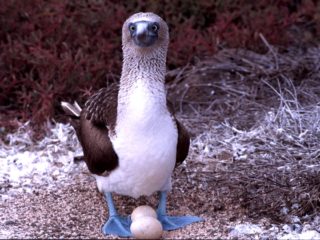 Blue Footed Boobie, Galapagos Islands