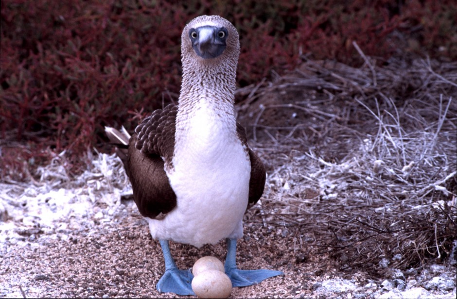 Blue Footed Boobie, Galapagos Islands