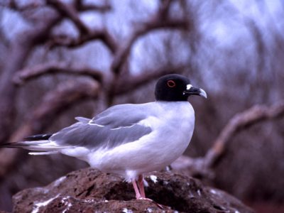 Galapagos Islands, Ecuador