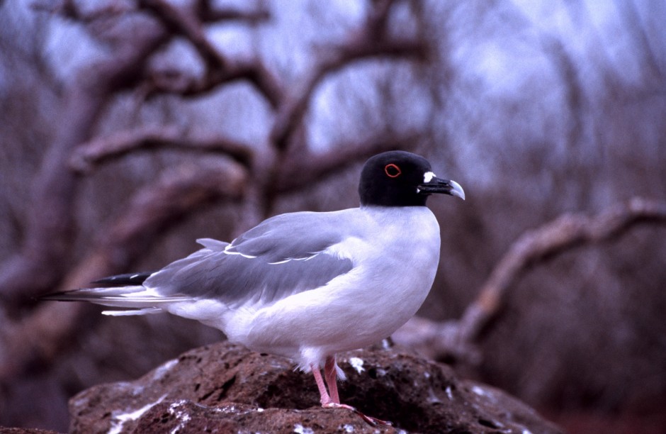 Galapagos Islands, Ecuador