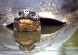 Giant Turtle Bathing, Galapagos Islands