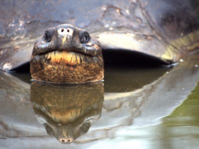 Giant Turtle Bathing, Galapagos Islands