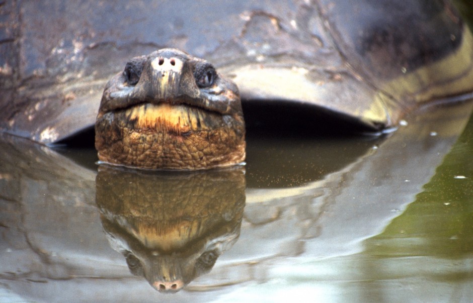 Giant Turtle Bathing, Galapagos Islands