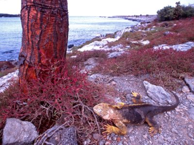 The prehistoric earth?, Galapagos Islands