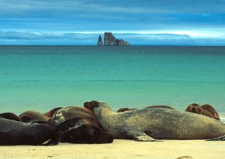 Sea Lions Sunbathe, Galapagos Islands