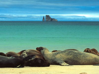Sea Lions Sunbathe, Galapagos Islands