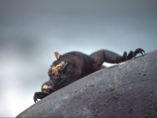 Marine Iguana, Galapagos Islands