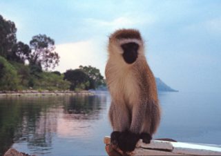 Lost Monkey on Lake Kivu, Rwanda