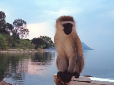 Lost Monkey on Lake Kivu, Rwanda