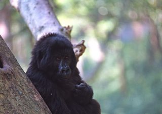 Virunga National Park, D.R. Congo