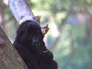 Virunga National Park, D.R. Congo