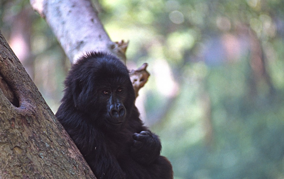 Virunga National Park, D.R. Congo