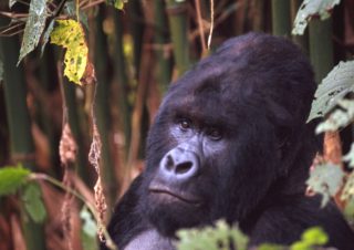 Virunga National Park, D.R. Congo