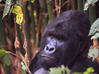 Virunga National Park, D.R. Congo